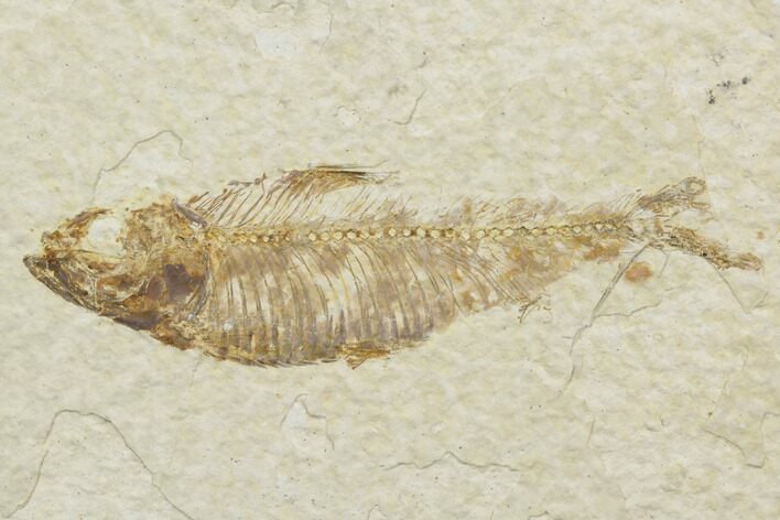 Bargain Fossil Fish (Knightia) - Wyoming #121013